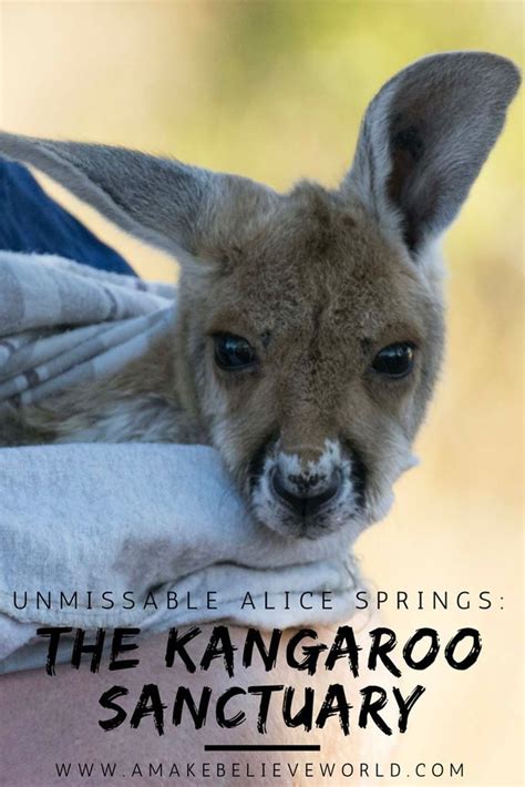 alice springs australia kangaroo sanctuary